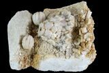 Crinoid (Cactocrinus) & Blastoid (Cryptoblastus) - Missouri #87312-2